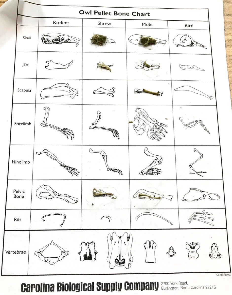 Owl Pellet Bone Chart