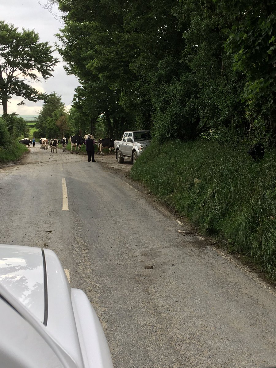 Traffic was bad on the way home just now...🐄🐄🐄🐄...
