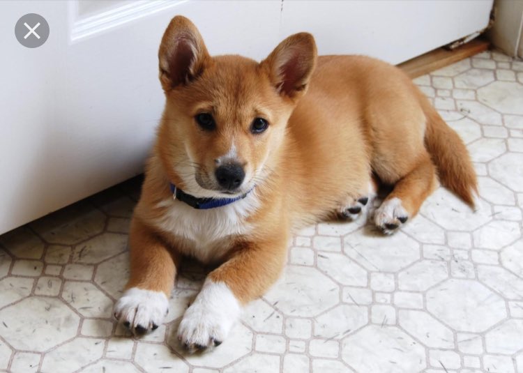dnptexts's tweet photo. corgi / shiba inu crosses are crazy cute and dnp should get one when they get a dog bye 🐶 https://t.co/27C58FvJSa