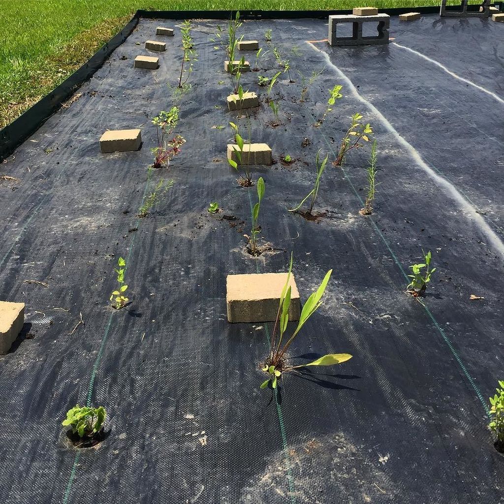 smopper's tweet image. We're excited to finally break ground on our #purenative butterfly garden. Our goal is to have as much #biodiversi… ift.tt/2suvRza