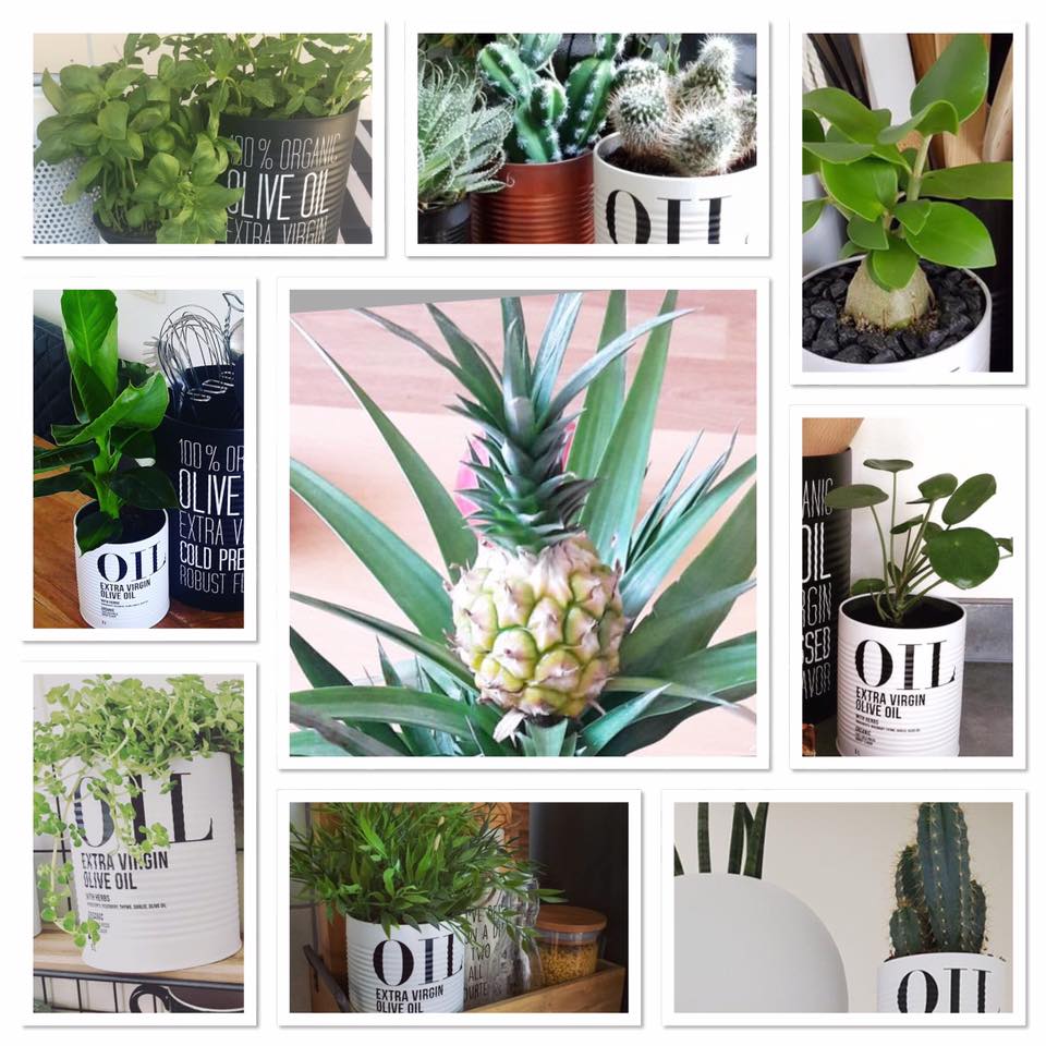 Leuke blikken verkrijgbaar bij <a href="/Blokker/">Blokker</a> Wij hebben er leuke planten voor!