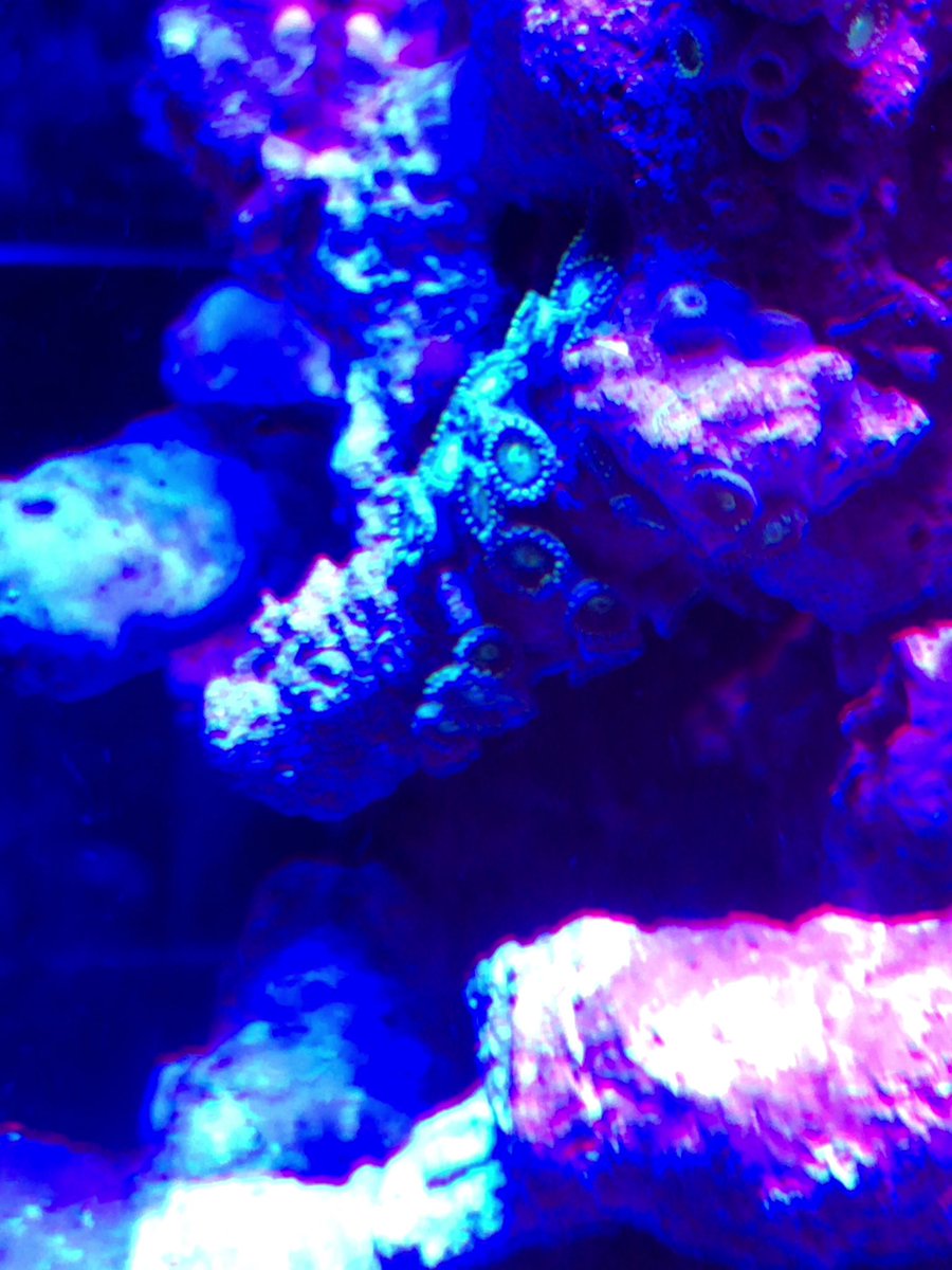 miniaqua tweet media