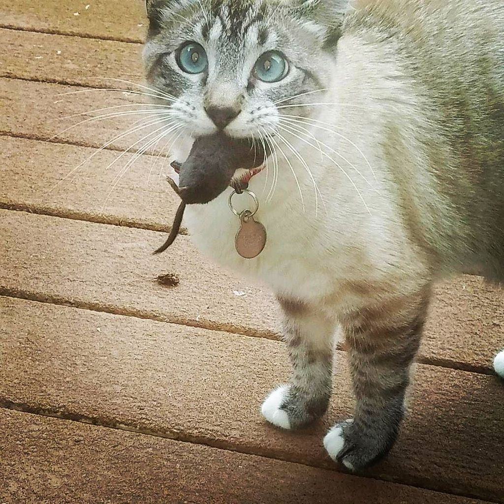 DanikaTeaCake's tweet photo. Ender is such a BAMF! Clearing out the mice!
#mouseburger #hunter #killerkitty https://t.co/nJiQJVyCan https://t.co/KgJEKORViP