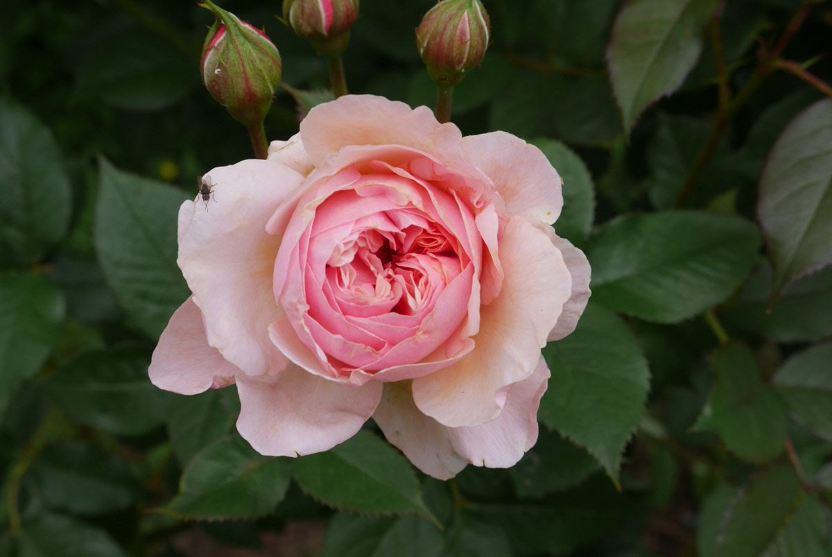 lovely things coming up in the garden