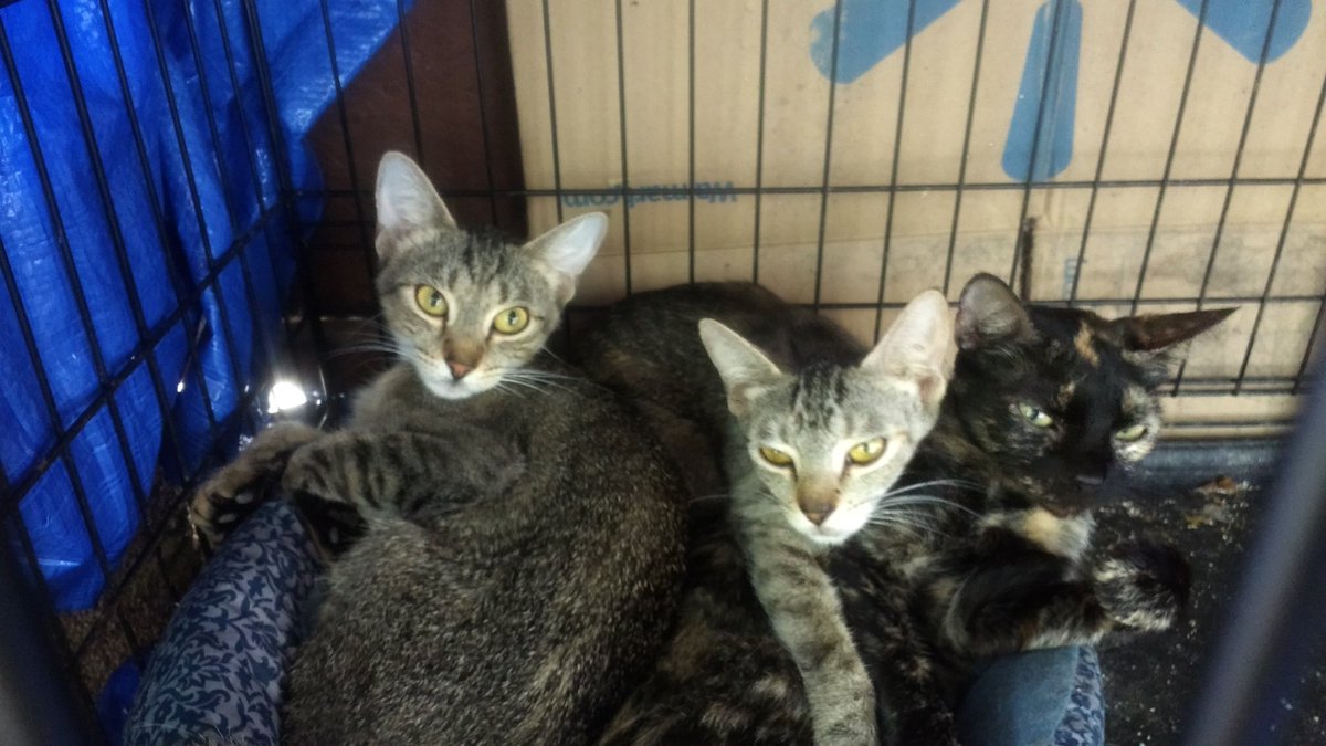 Emaa (the tortoise shell) Squirrel and Pearl (her babies) hid from the rain, instead of playing on the porch.