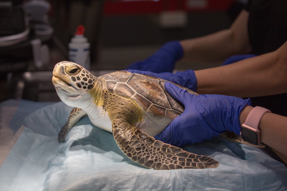 NatlAquarium's tweet photo. Happy #SeaTurtleWeek!

Follow along all week as we celebrate these special turtles who call the sea their home! https://t.co/vJuKsh8j5O
