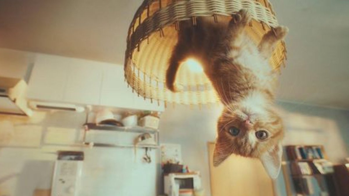 jeffrey_tayler's tweet photo. 25 Brilliant Ad Campaigns That Will Win Lions in Cannes. #Advertising #CannesLions #Video #GravityCat #GRAVITYDAZE2 https://t.co/bw3XA3kMa6 https://t.co/RQCweN03M7