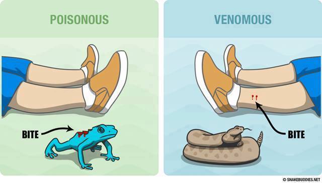 AsapSCIENCE's tweet photo. Poisonous vs. Venomous. [Via @SnakeBuddies] https://t.co/oECFJSQ28Y