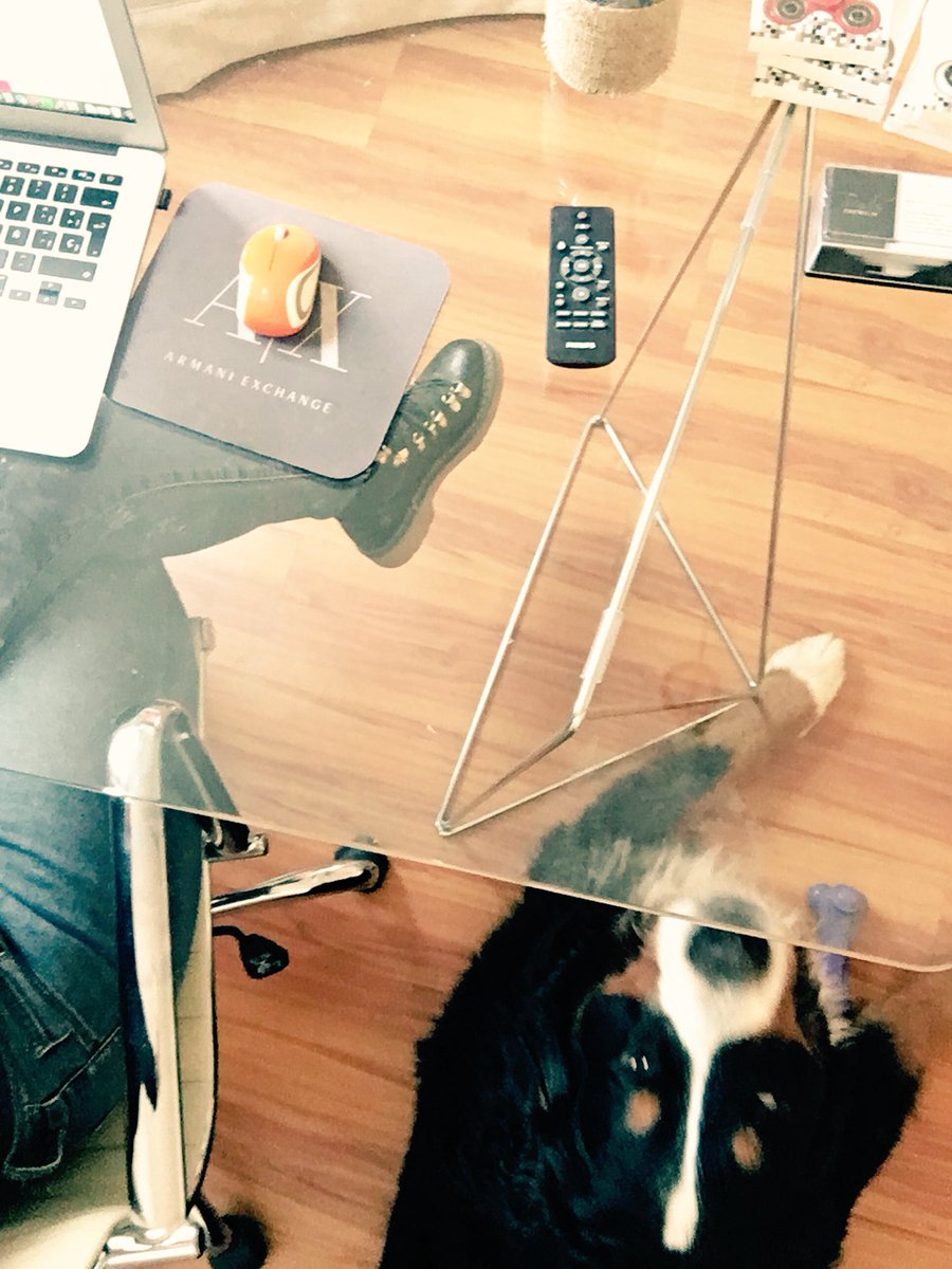 PollockBerner's tweet photo. Working with mom #homeoffice #dogslife #BerneseMountainDog https://t.co/k9y92hMH36