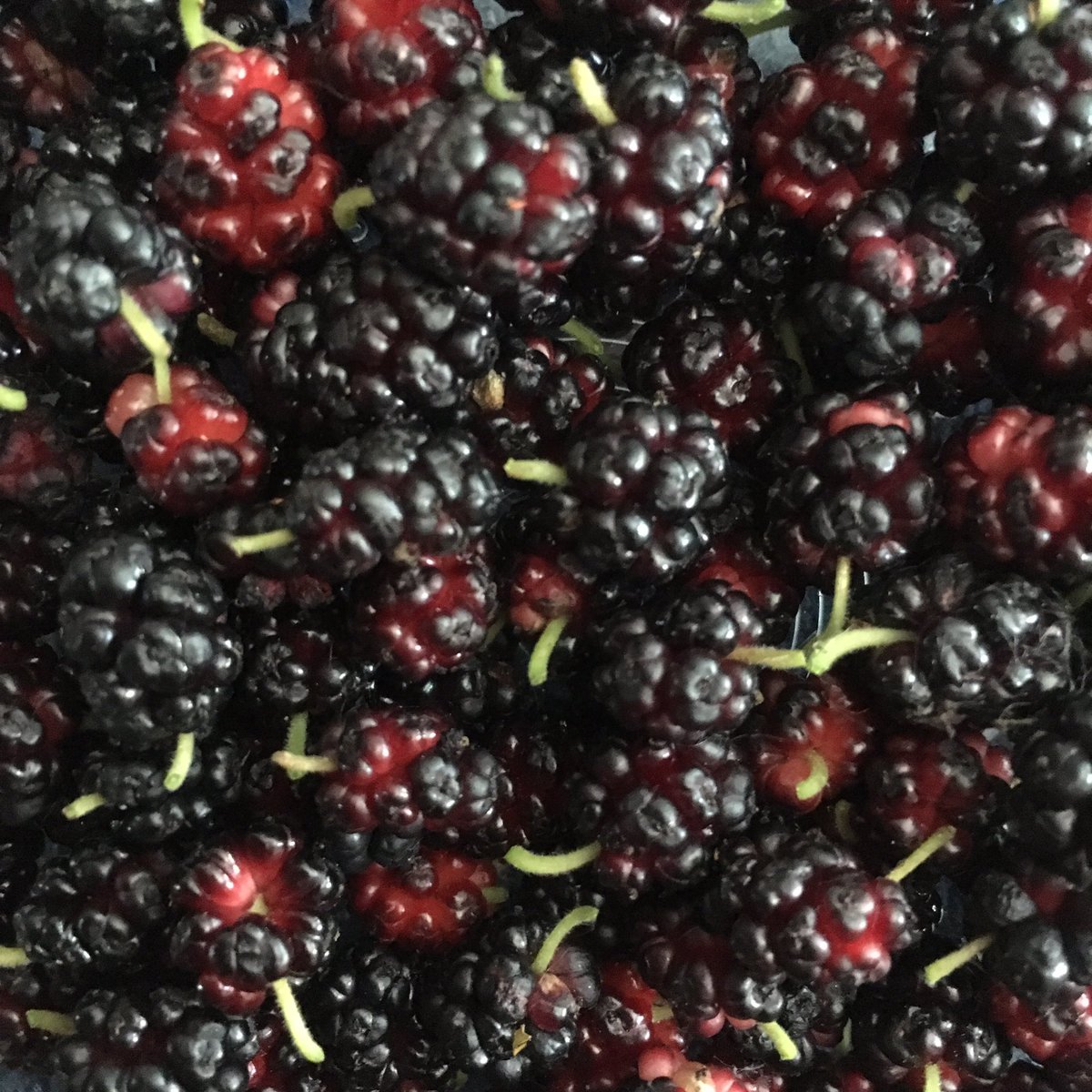 botts_jeremy's tweet photo. First cup of mulberries from the backyard. Maybe scones tomorrow morning.... #mulberries #scones #backyardeats #foraging #berries https://t.co/VDaKOZoIDn