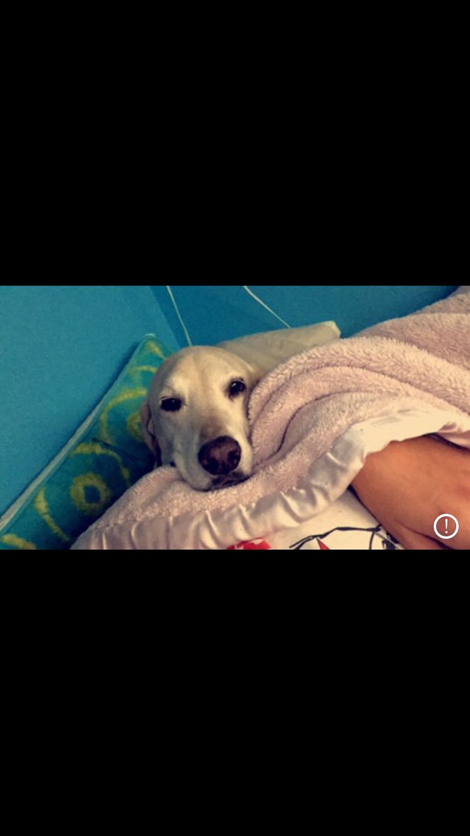 a_shock55's tweet photo. Watching you take your last breath was one of the hardest things I've done. Have fun playing fetch in heaven kirbs, I love you so much 😔❤️❤️ https://t.co/QyFELhK3b0