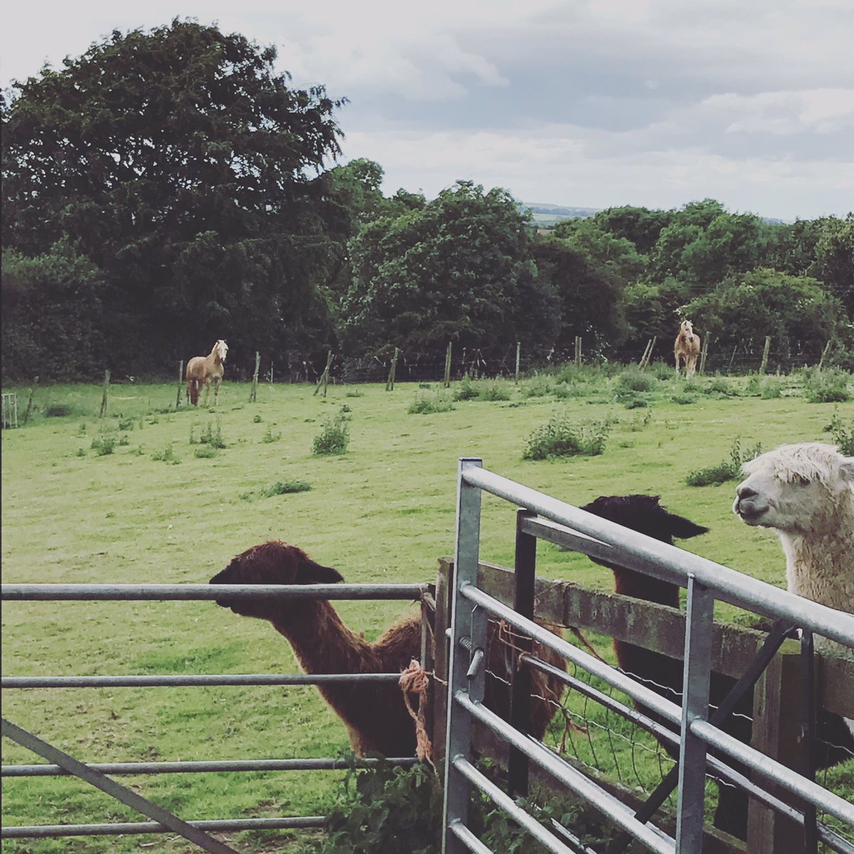 cliftonalpacas's tweet photo. The #haflingers really want to be friends with the #alpacas and the feeling's not mutual #BFFs https://t.co/HvR3zwHB8g