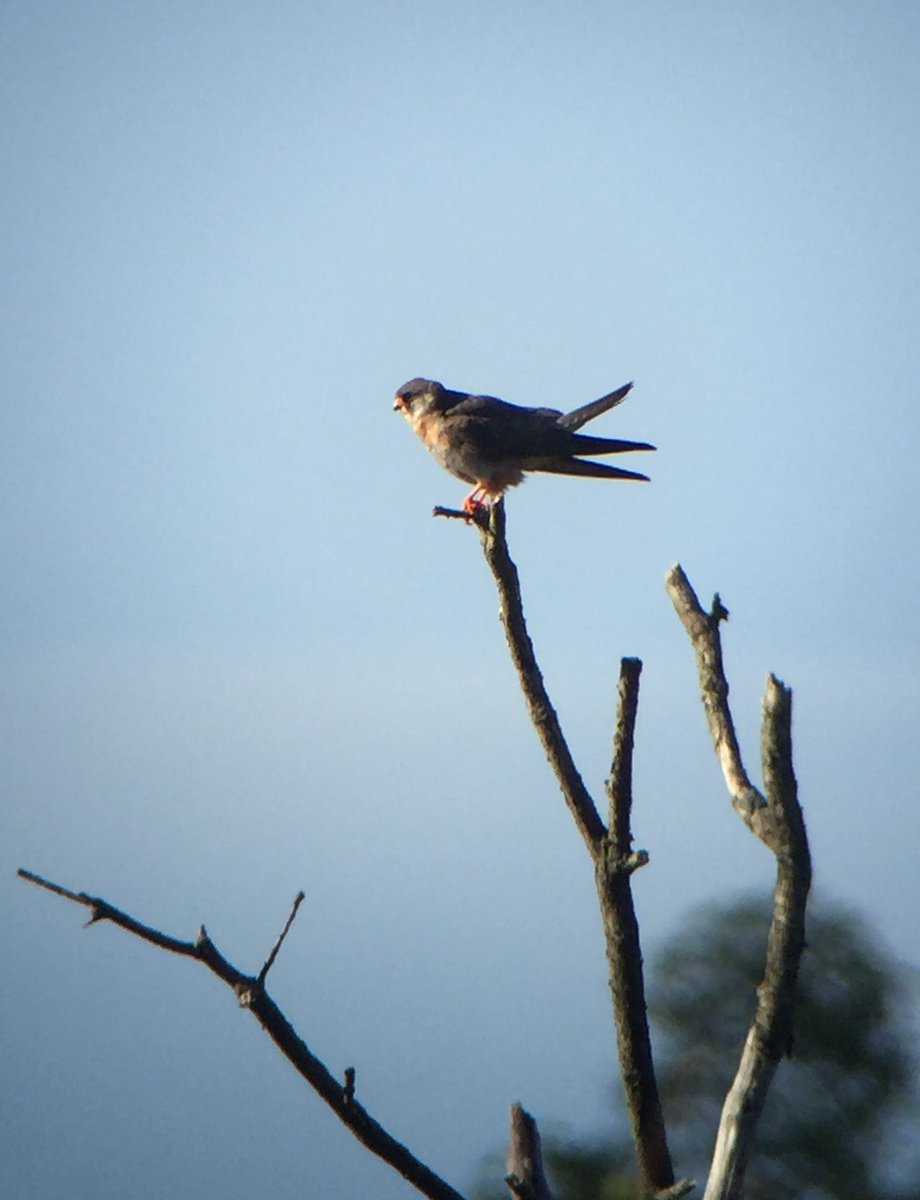 josiethebirder's tweet photo. Life ticked Red-footed Falcon & year ticked Redstart, Common Tern & Hobby at Frensham Great Pond/Common today #NotaTwitcher #Birds #Nature https://t.co/XBLXzdIopI