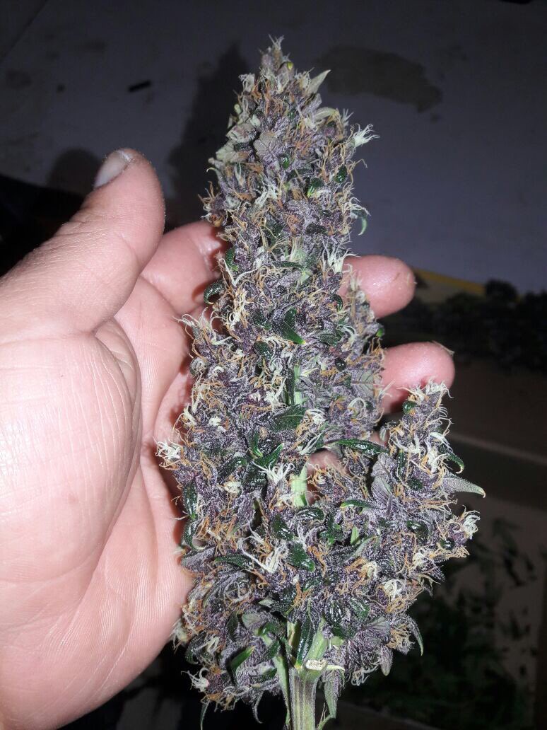 VerdeStoreCL's tweet photo. Un cliente feliz , nosotros más felices aún ... #PurpleHaze by #Genofarm vendida en @AntofaVerdeGrow https://t.co/Zb5pzwpCLY