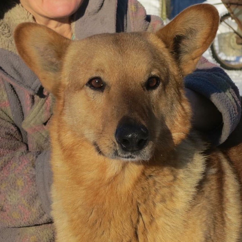 RALF aus St. Petersburg

Rasse: Mischling
Kastriert: Ja
Geimpft: ja
Größe: 60 cm
Gewicht: 28 kg
geboren: Januar 2014
Geschlecht: männlich