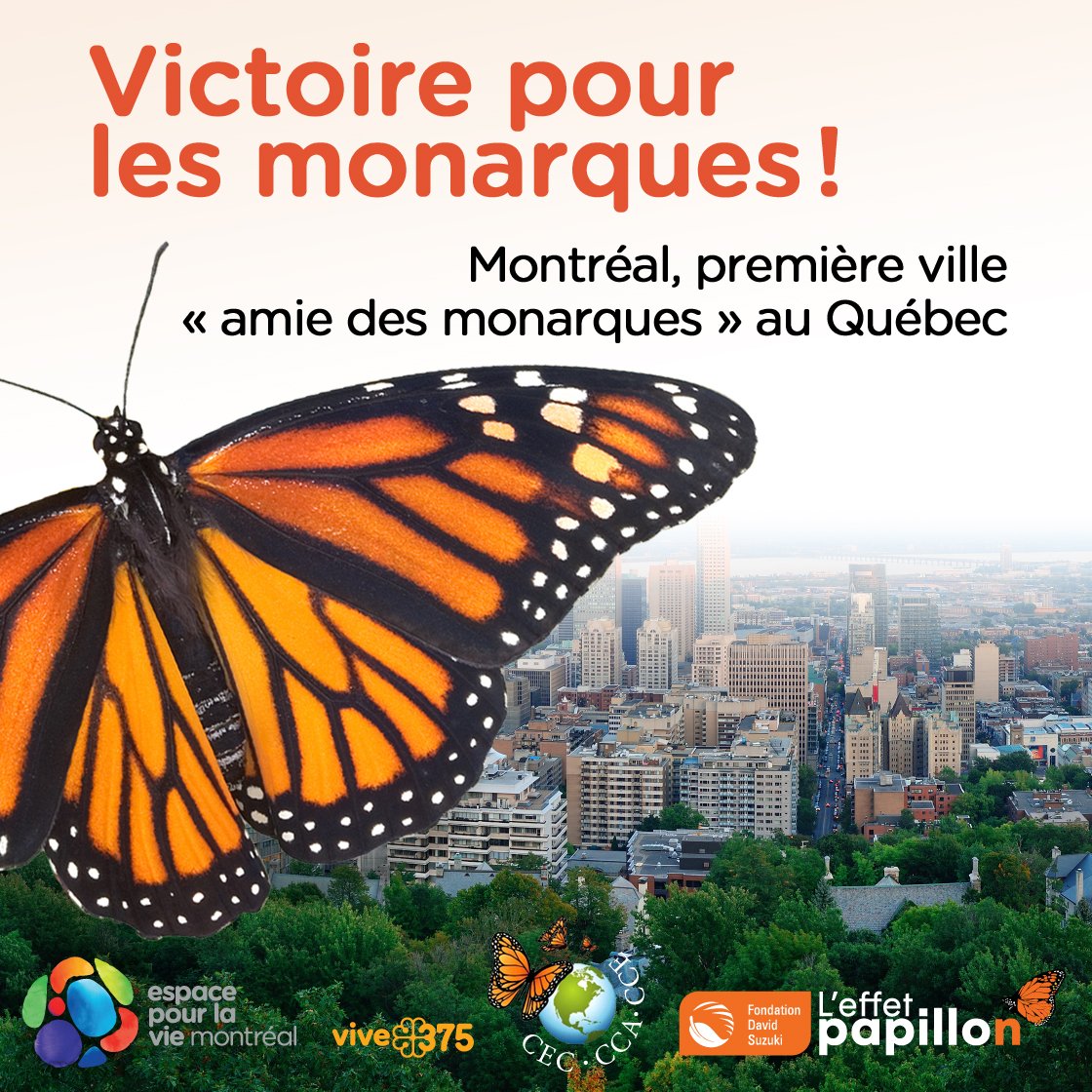 Motion adoptée! #Montreal devient la première «Ville amie des monarques»! <a href="/MTL_Ville/">Ville de Montréal</a> #polmtl #effetpapillon #monarch #pesticides #asclepiade
