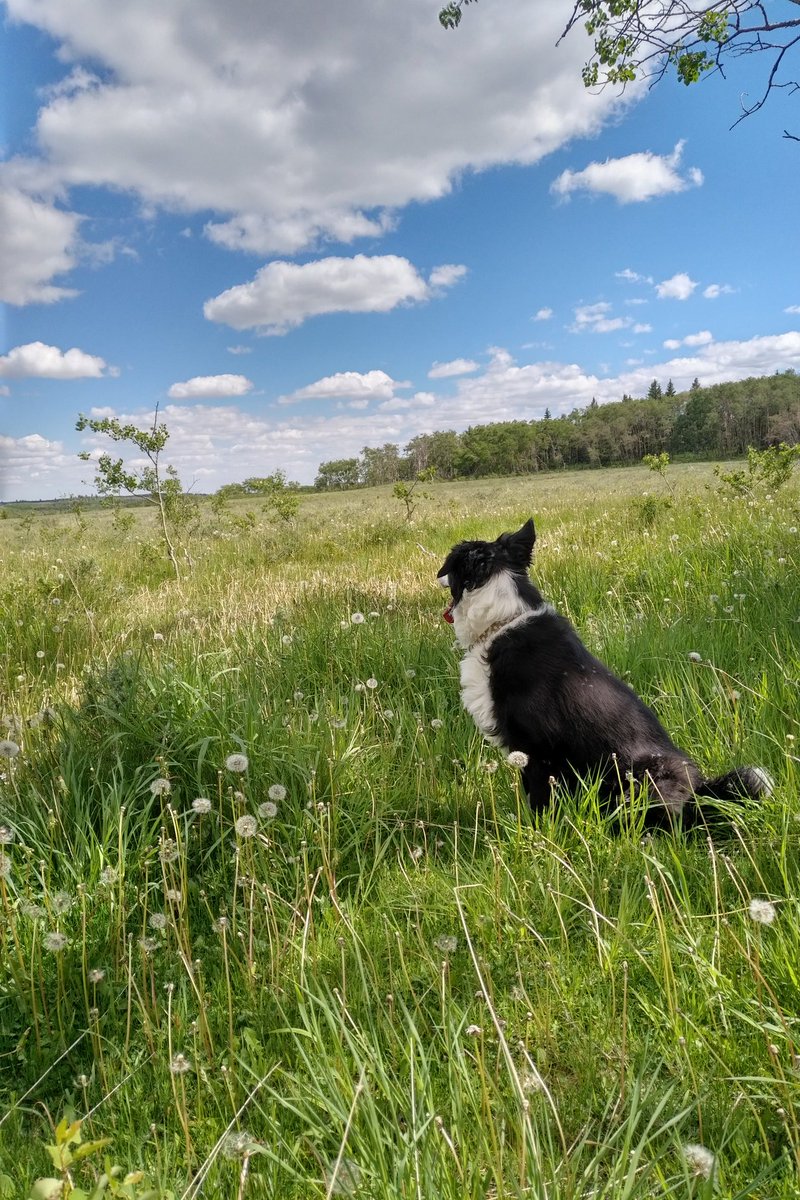 CHdestinationA's tweet image. A good day to go hiking in the #CHDA #thegreattrail #transcanadatrail #exploresask #ExploreCanada