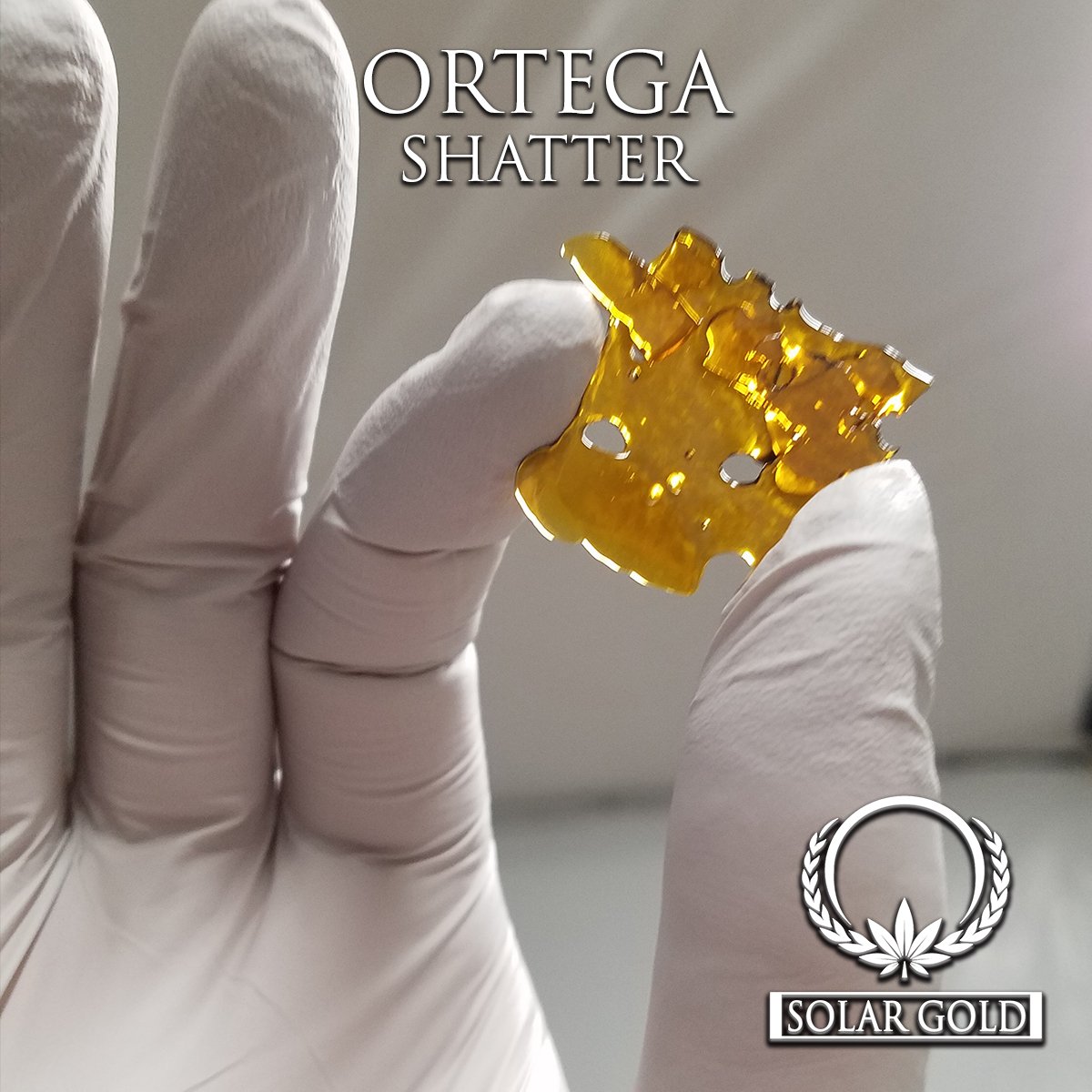 TeamSolarGold's tweet image. Fresh Ortega shatter coming soon! 👌Shout out to the team at @DynamicHarvest for the great product!! 🌿🔥