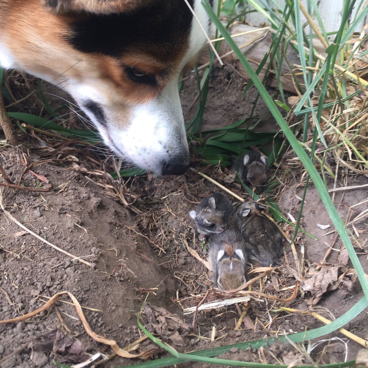 jena_rahjes's tweet photo. Carl is still so proud of "his" bunnies he still won't leave their side. Don't worry momma bunny comes at night #CorgiBunny https://t.co/tzmOHC7zF8
