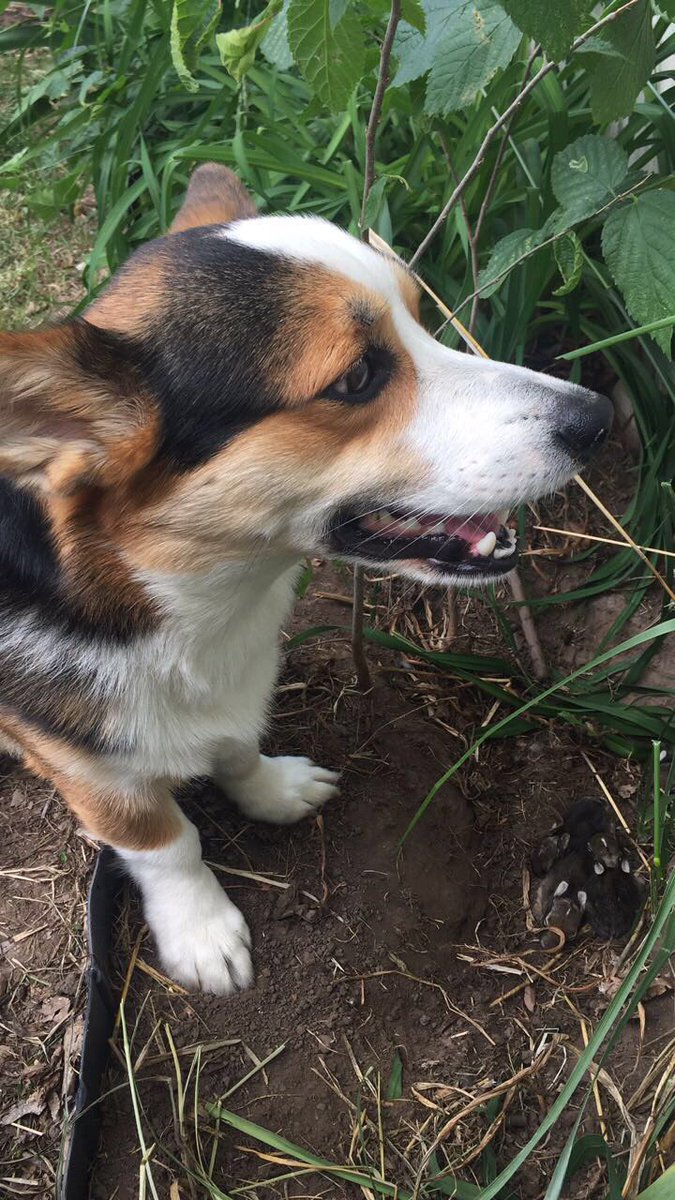 jena_rahjes's tweet photo. Carl is still so proud of "his" bunnies he still won't leave their side. Don't worry momma bunny comes at night #CorgiBunny https://t.co/tzmOHC7zF8