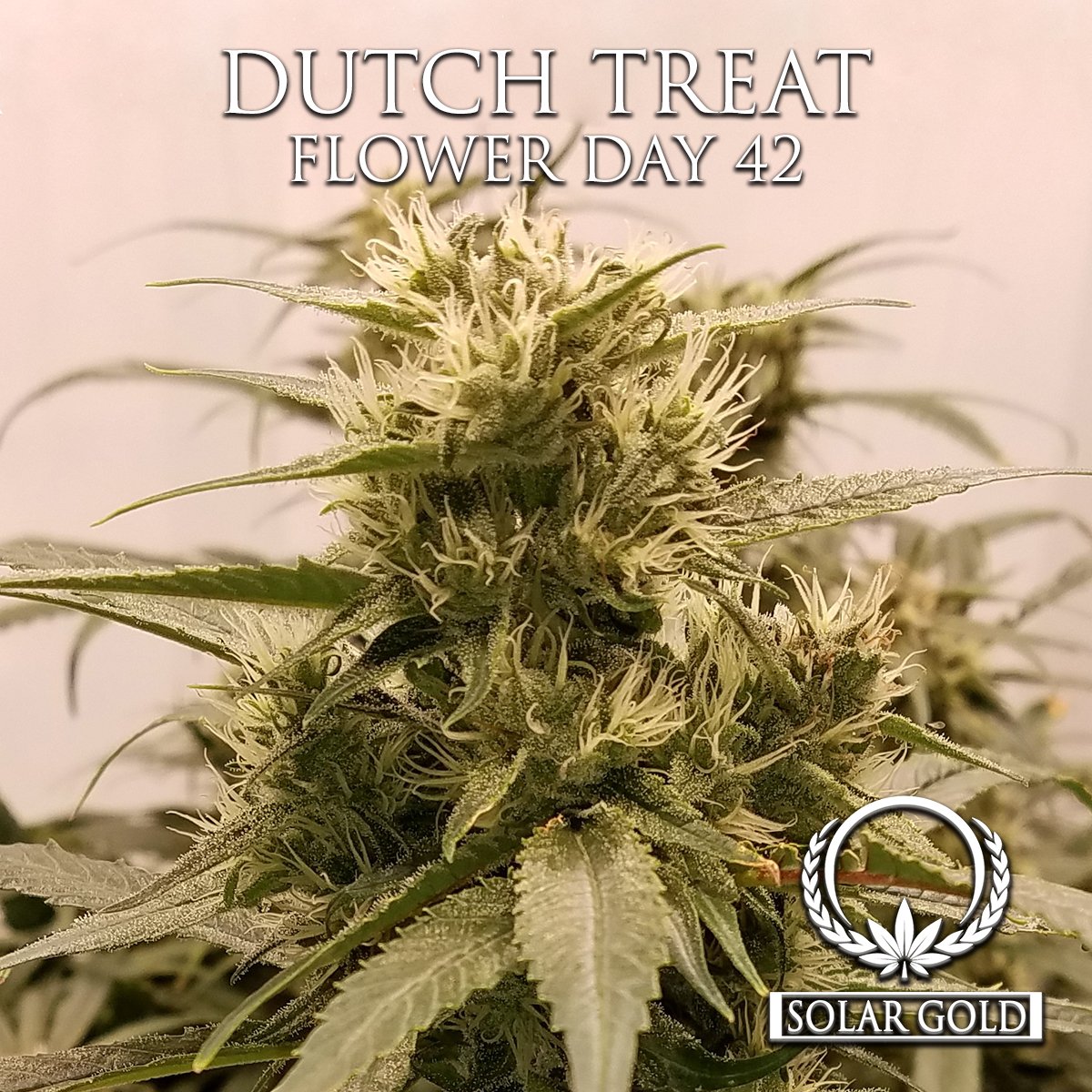 TeamSolarGold's tweet image. Another flower sneak peek! Starting off the week we have our Dutch Treat at flower day 42 🔥