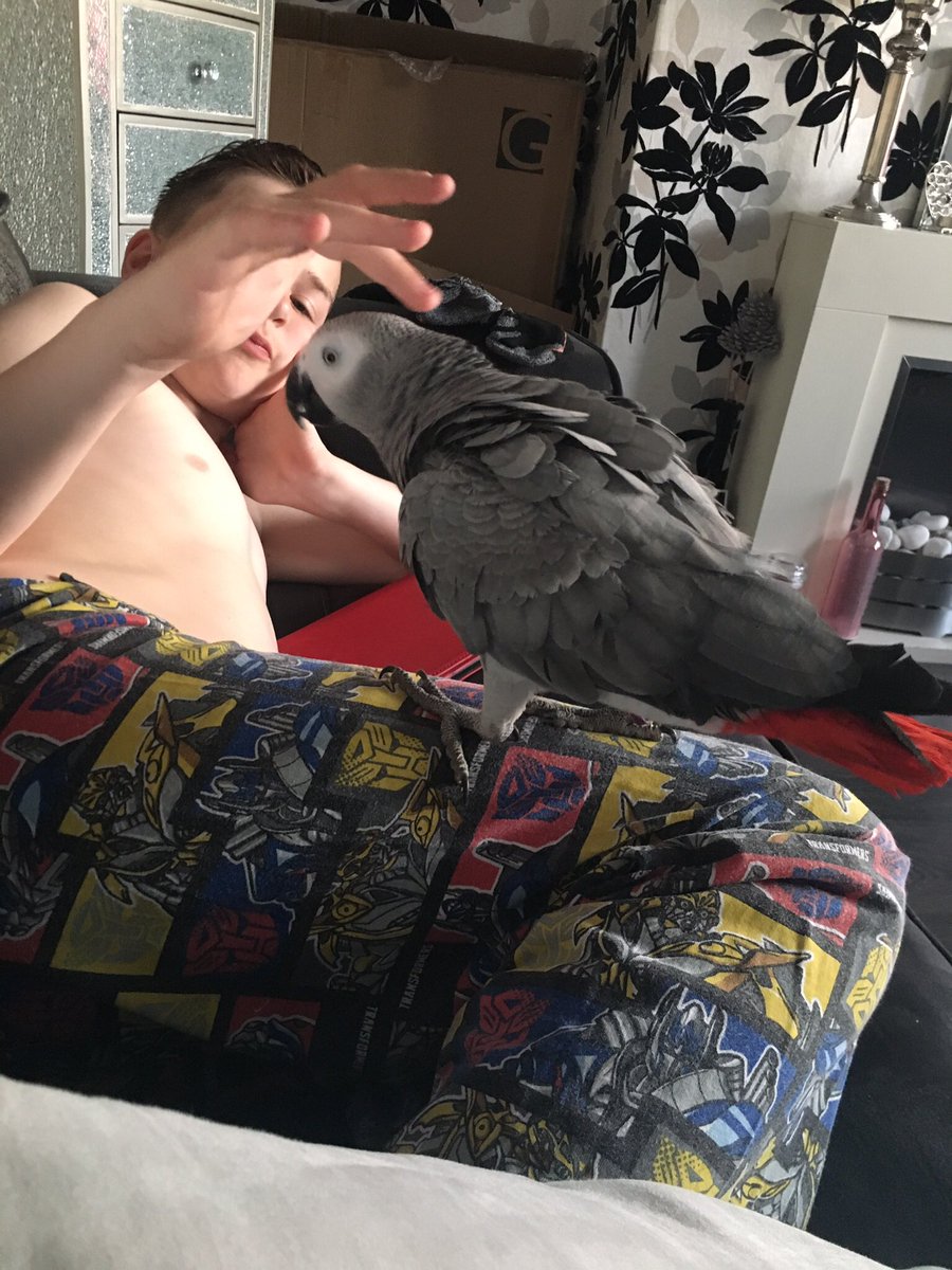 sidTHEparrot's tweet photo. Chilling with my little dude 😍💙 #family #friends #petpals #humanbrother https://t.co/fbZfGn4mGP