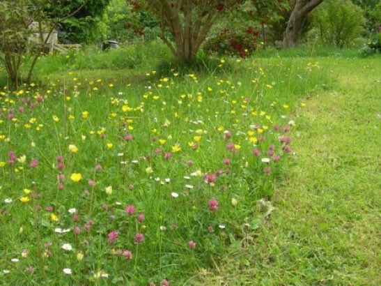 LGSpace's tweet photo. Please help struggling #pollinators by leaving a patch of grass to flower - every patch helps! 🐝 Pic via @BumblebeeTrust #bees #butterflies https://t.co/sp8FYtfzeo