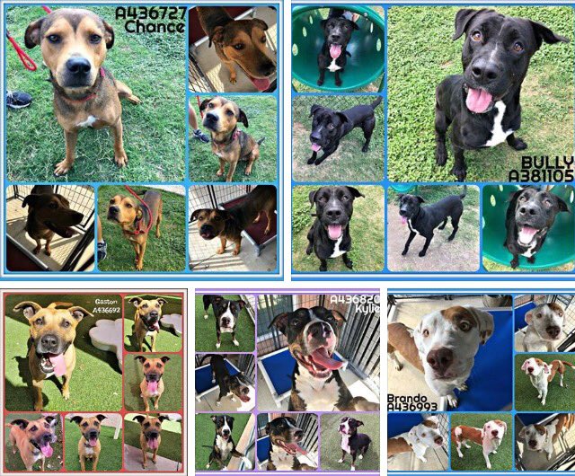 giselle1900's tweet photo. CODE RED🆘🆘LAST CALL FOR ALL💔😭FINAL HOUR😭https://t.co/pIwecW8Vs2 #TX 
-@DogRescueTweets @ruthmen @Gdad1 @Stacey5899 @WinglessBird_ @jim1ns https://t.co/uMbV2Yp76F