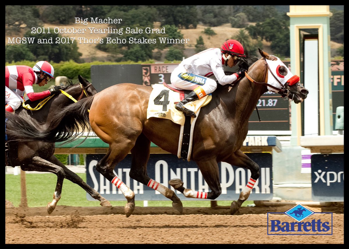 BarrettsSales's tweet photo. ICYMI: MGSW Big Macher (Beau Genius), '11 October Yearling Sale grad, won Thor's Echo Stakes @ Santa Anita yesterday. #BarrettsAtTheBeach https://t.co/cOaqRXn7Qj