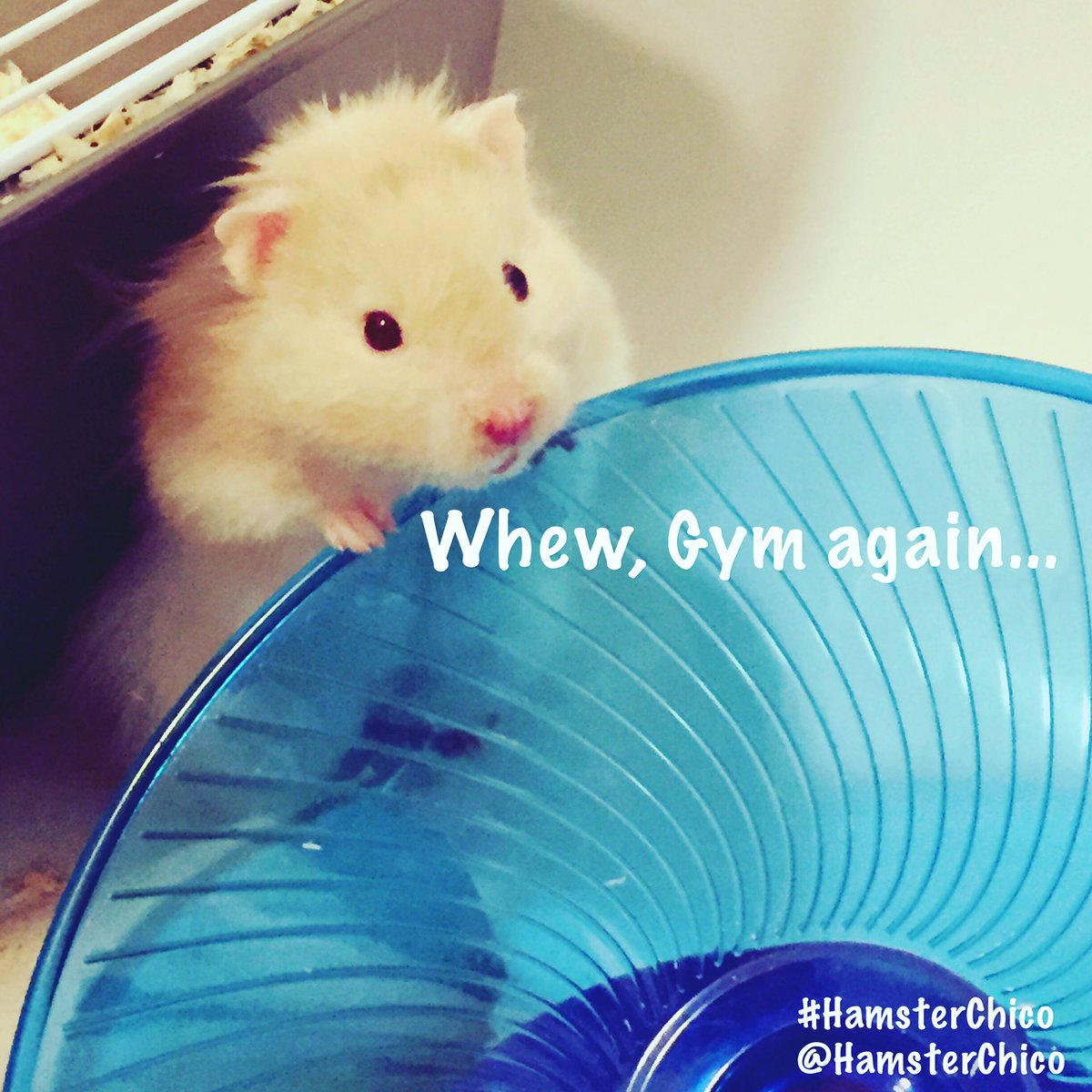 HamsterChico's tweet photo. Whew, Gym again...! #MondayMotivaton #HamsterChico #Gym #Fitness #OnTheSpaceWheel #Pets #Hamster https://t.co/ZYYZw8xSHd
