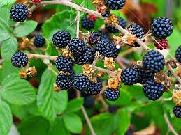 37/ La mûre. 5€ les 30 grammes, c'est la cocaïne des fruits. On finit toujours par se tâcher et googler "tâche mûre" pour savoir si ça part.