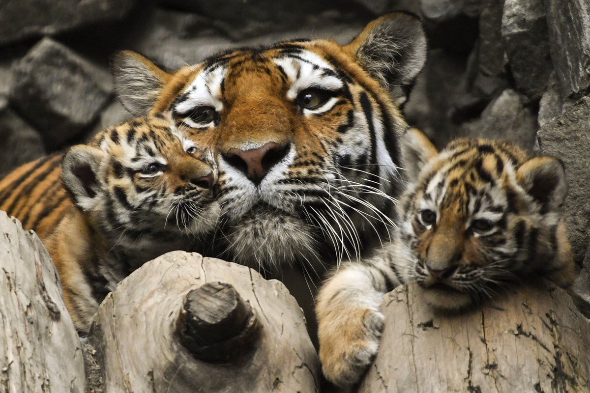 People's Daily, China on X: Let's play mom! Cuddly Siberian tiger cubs  goof around with mom at a zoo in #Russia  / X