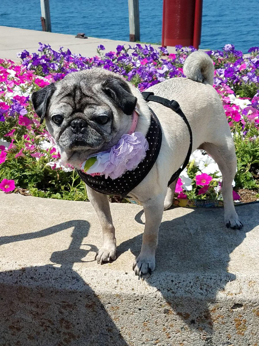 snuggle_pugs's tweet photo. Awesome road trip today, seen two awesome pug mamas!🐾😘@azb051579 @tntdexter Esther is wearing her @BRPCreations and bob's @tuesdaythepug tie https://t.co/SmbXNBnTHa