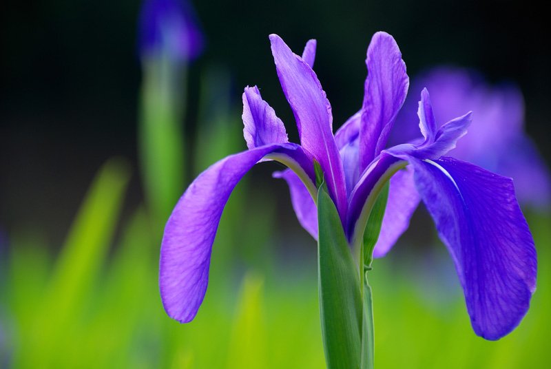 希望の花言葉 カキツバタ うさぎの耳のような形をしているため 兎耳のアイリス とも呼ばれている花 花言葉は 幸せは 必ずくる