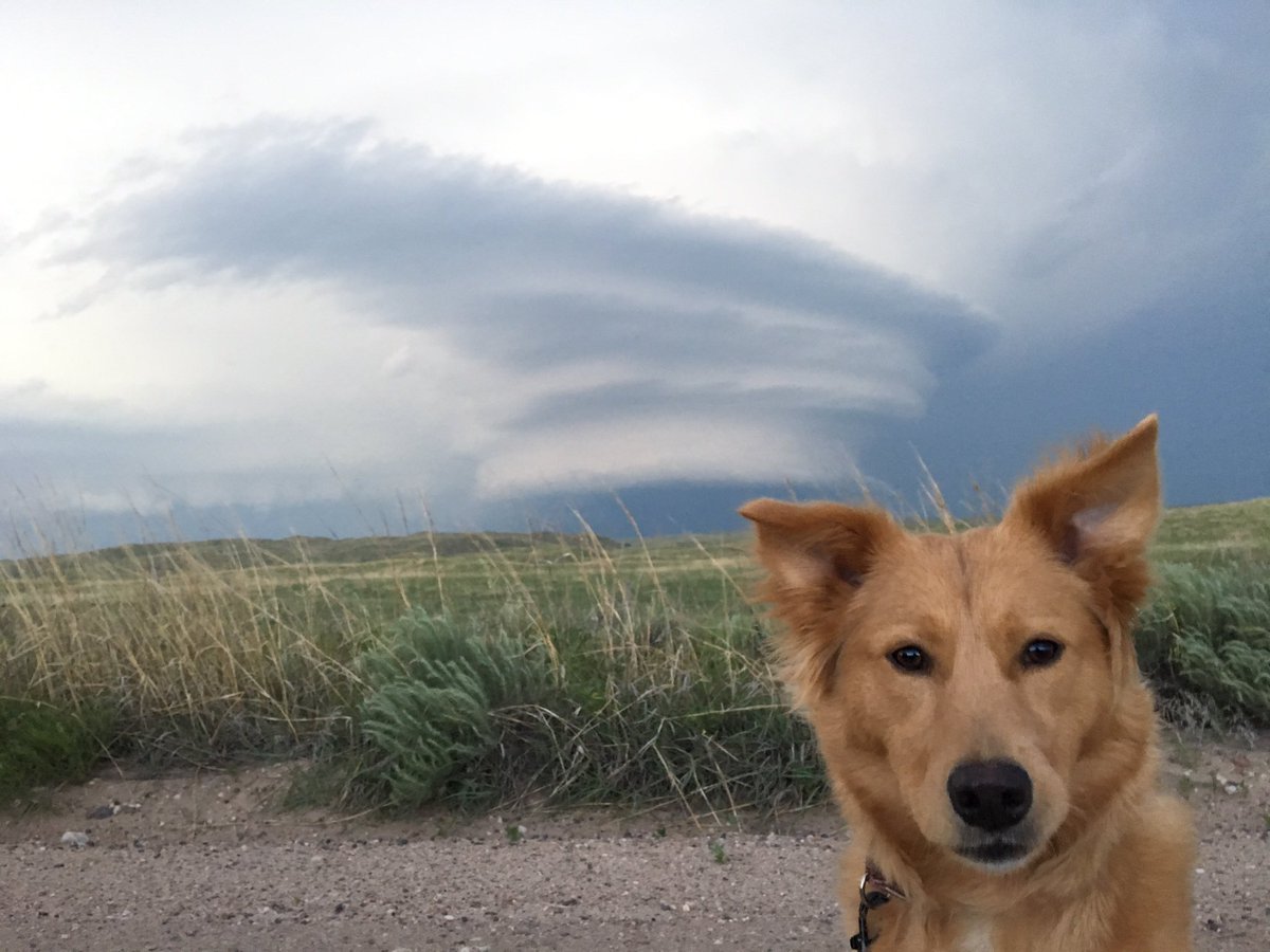 ChasingWithEcho's tweet image. Saw tornadoes today. But none of that matters because @WxDeFlitch is holding treats above the camera to keep my attention &amp;amp; it's working.