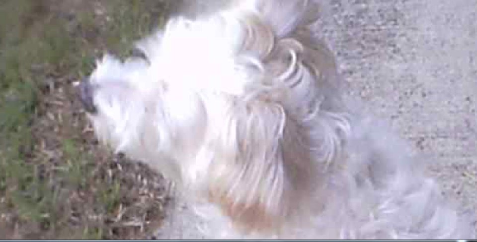 SHUTDOWNSKYNET's tweet image. LOOK CLOSELY HOW THEY ARE LASERING OUR DOGS EYES WITH SKYNET &amp;amp; MAKING HIM  GO BLIND ,SO THEY CREEP AROUND INSIDE OUR HOME