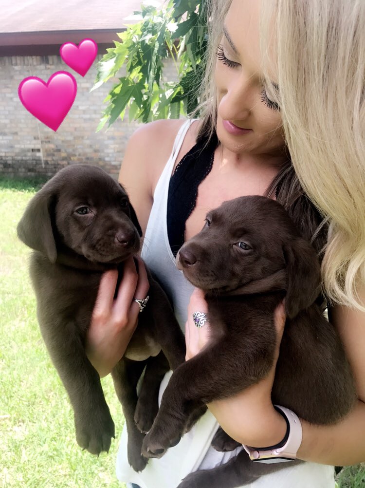 LaurenSaye's tweet photo. Meet Bremi 💕 https://t.co/XrvjD8UElR