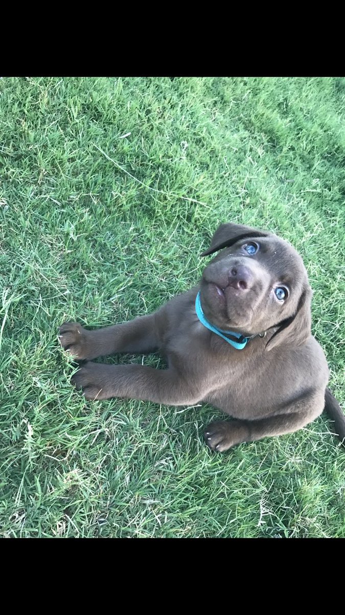 LaurenSaye's tweet photo. Meet Bremi 💕 https://t.co/XrvjD8UElR