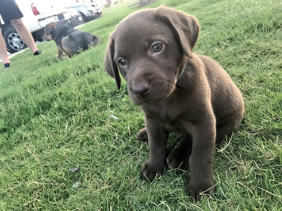 LaurenSaye's tweet photo. Meet Bremi 💕 https://t.co/XrvjD8UElR