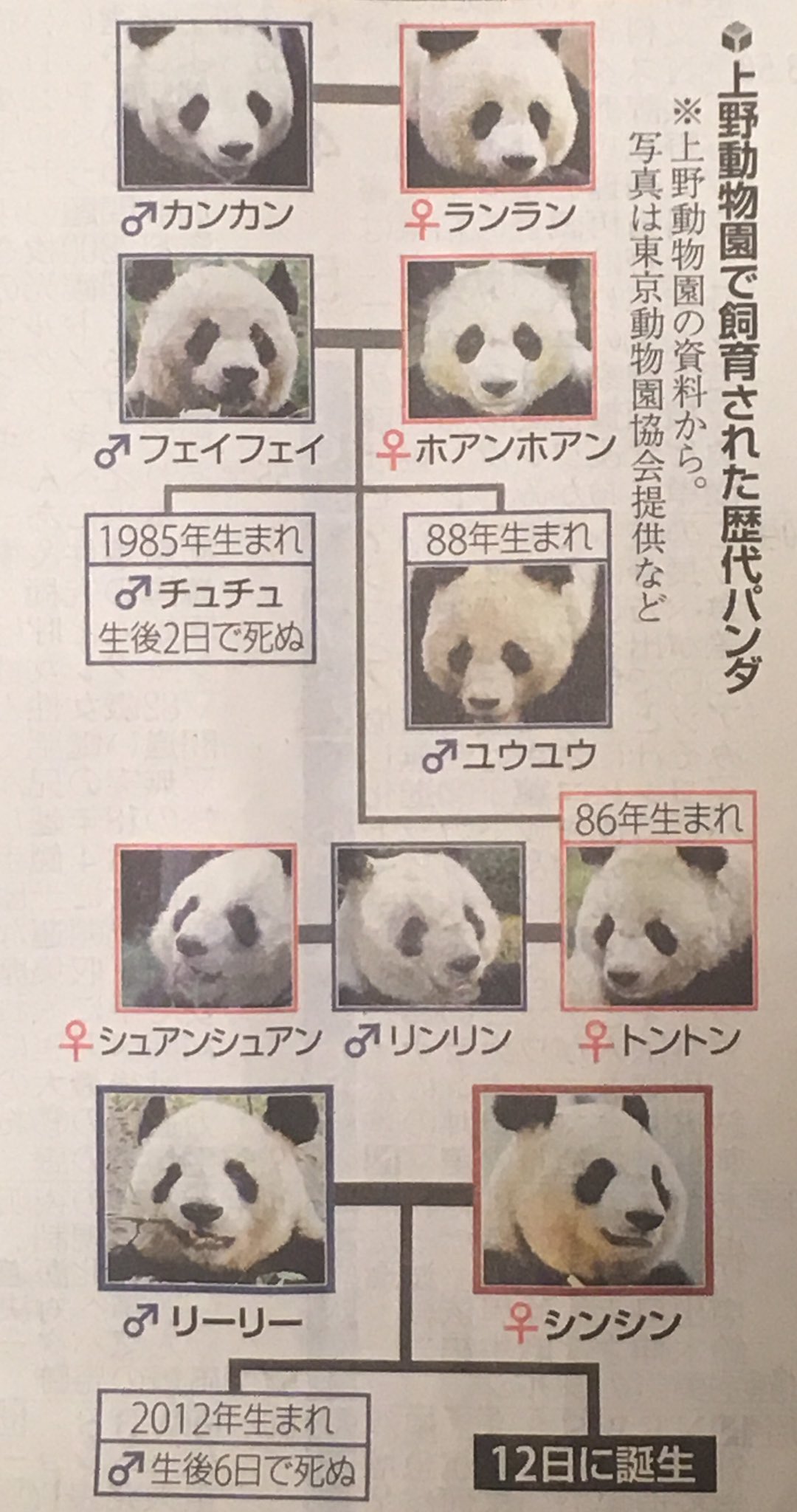 読売新聞写真部 昨日 上野動物園でパンダの赤ちゃんが生まれました 今朝の朝刊で 歴代パンダの顔写真を掲載しています よく見ると 個性があるものですね カンカン ランランが上野に来たのは１９７２年 記者は小学校５年生で 一日がかりで行列に