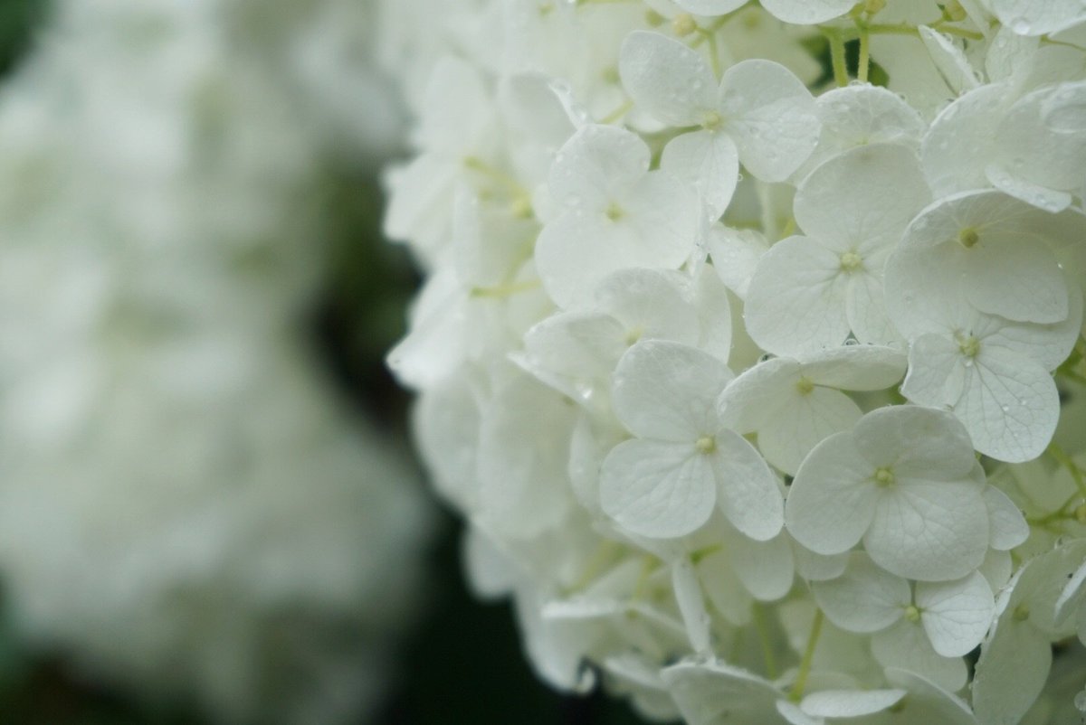 Kumaizumi Na Twitteri 色変わりする紫陽花の花言葉は 移り気 浮気 高慢 だったりするんだけど このアナベル には 辛抱強い愛情 ひたむきな愛 と その純粋に真っ白な花姿を讃えるような花言葉がついています なんか素敵 庭の花 白い花が好き 紫陽花