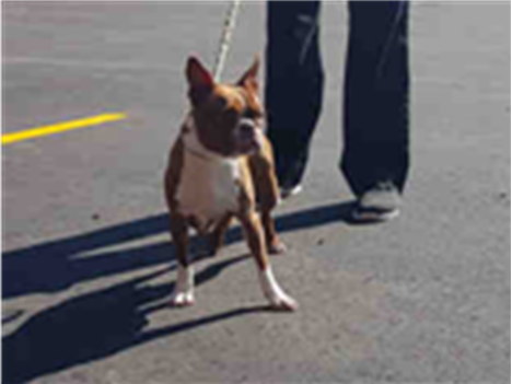 PetfindToronto's tweet photo. #JONESAVE #DANFORTHAVE Pls RT2unite #FOUND #DOG-6/10#Toronto Animal Services A775979 #EAST 416-338-7539 Red/wht #BostonTerrier F/?Age https://t.co/qz4VM3cMWf