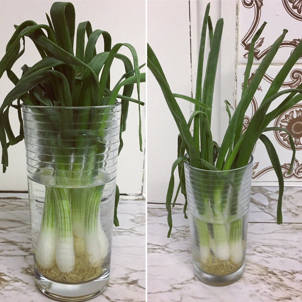 YourAverageJan's tweet photo. Remember to treat your spring onions like fresh flowers, they'll stay fresh and crunchy until you're ready to eat them!! https://t.co/0LPgzLmn0K
