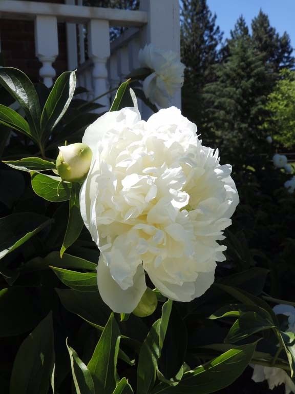 DdcMuseum's tweet photo. The white peonies in our courtyard smell absolutely heavenly! #DdcMuseum https://t.co/P3XRU8I9ZE https://t.co/G3k9mCvM44