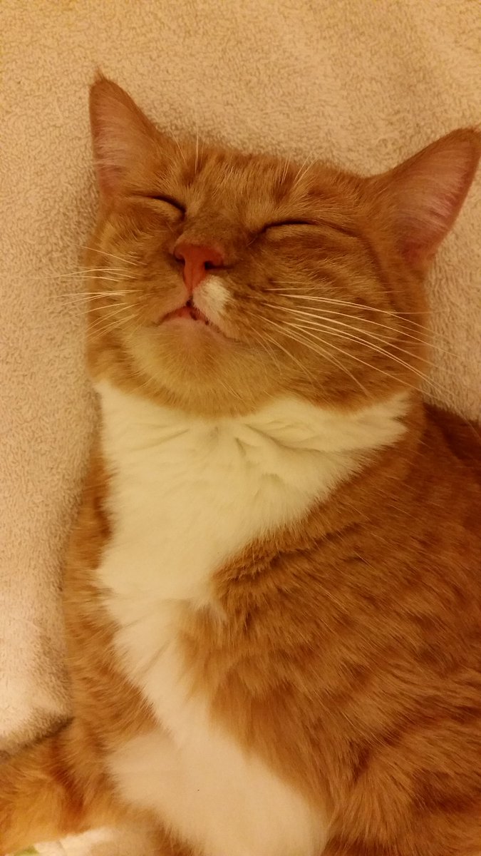 amor_vuelveTX's tweet photo. What's for dinner? #Pasho pasta carbonara mol #ExcitingKitchenPrep https://t.co/QpjORkIqJJ