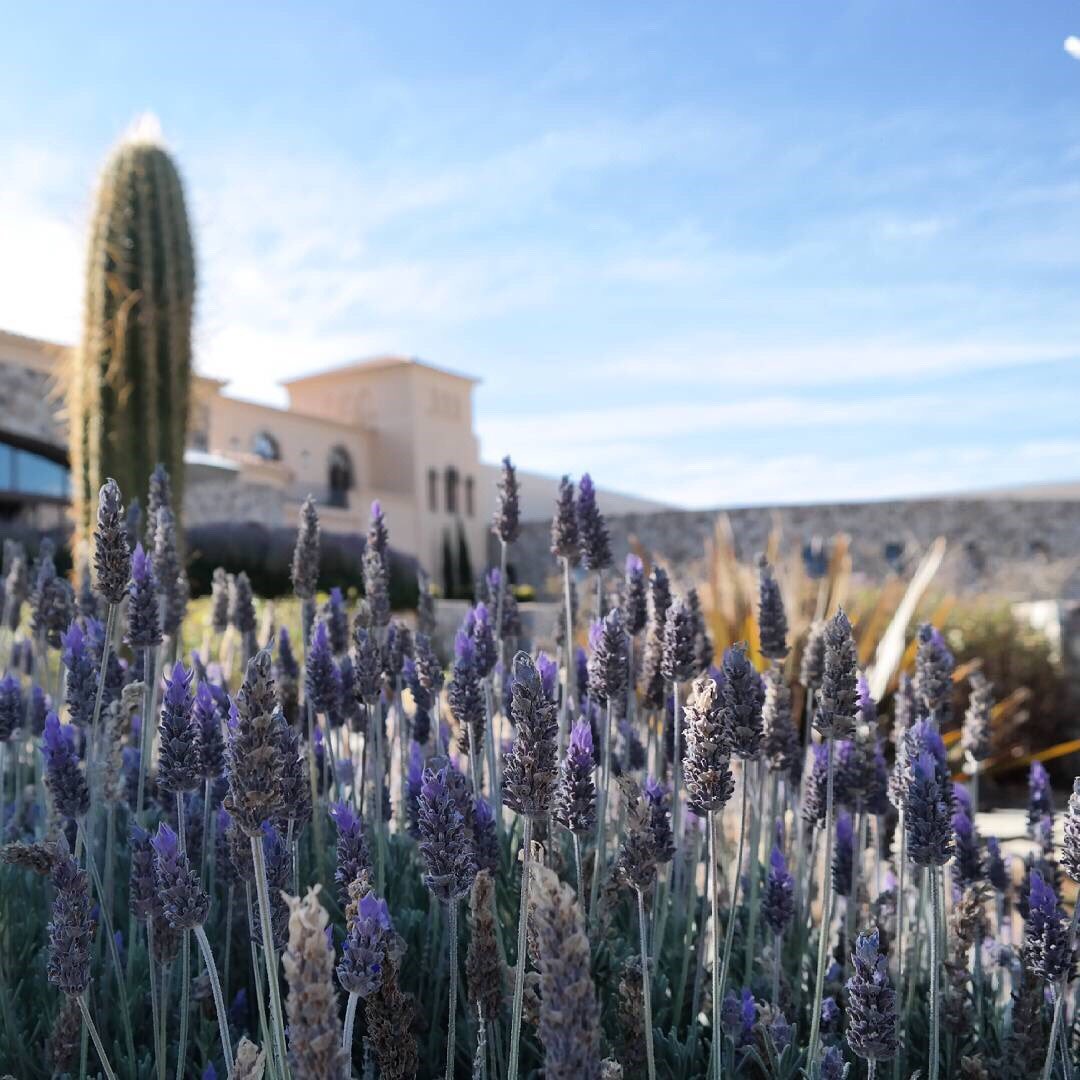 Beautiful photo taken at our Cafayate winery! #visitcafayate #exploreargentina #piattellivineyards #argentina