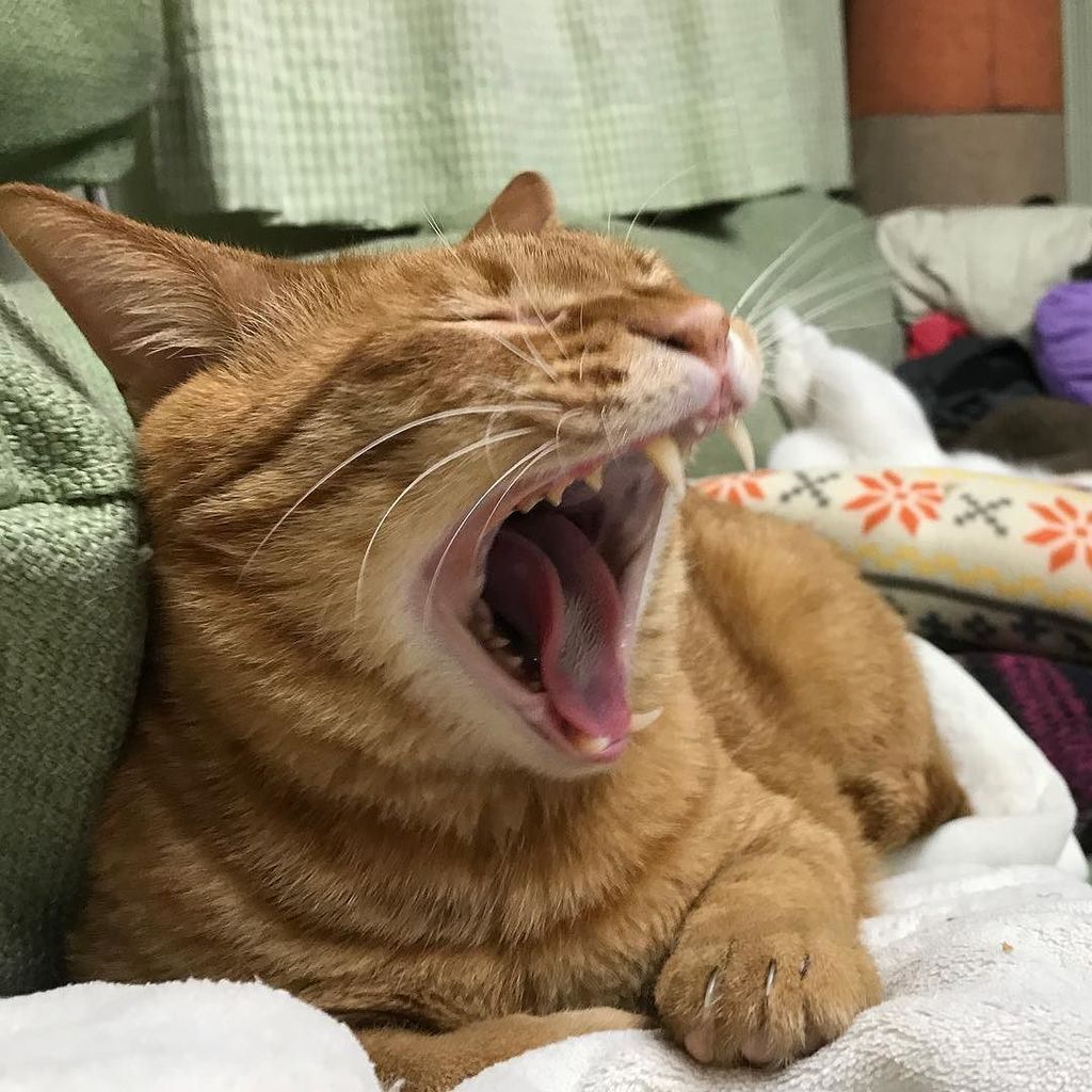 ねこかます 大あくび 今日も生きんぞ ねこ 猫部 ぬこ ねこ 猫 Catstagram Instacat T Co 3iepjvwzzz