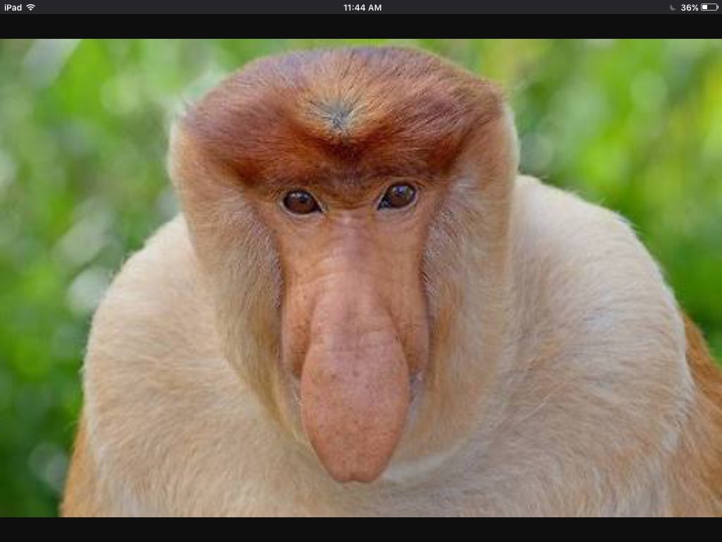 rsskaikomako's tweet photo. @joyofscience1 this is a proboscis monkey it has a big nose it is very funny #Elliotbrss https://t.co/IRrfg6hP7C