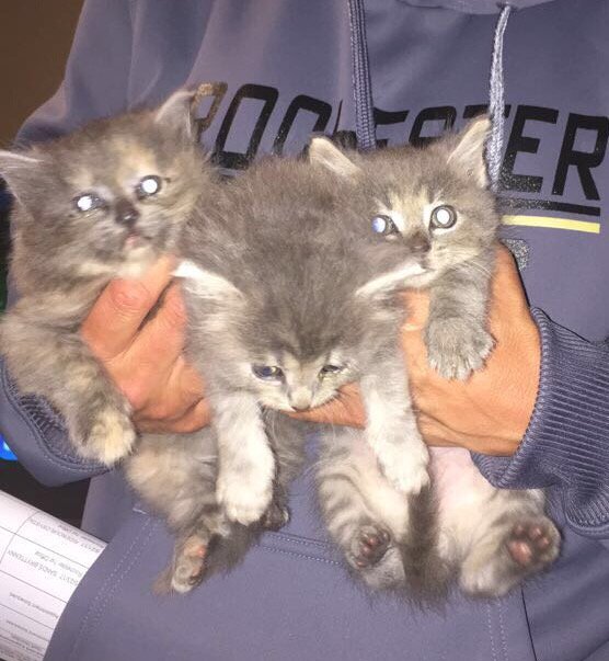 isuwatcher's tweet photo. Free Adorable Kittens! 574-780-5682 https://t.co/ajJV07FSBf