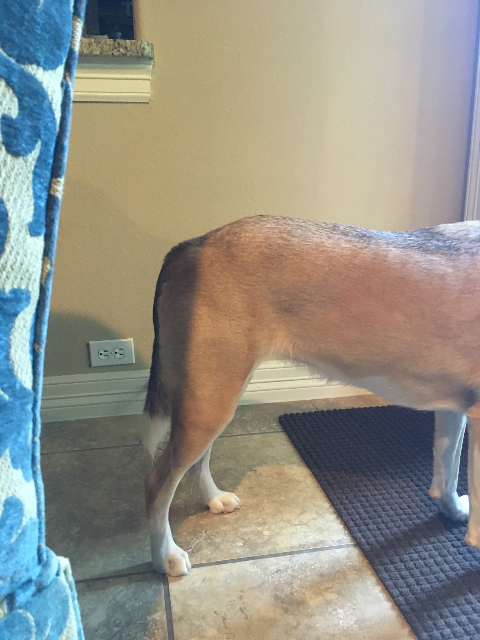 How Do You Tell If A Dogs Tail Is Sprained